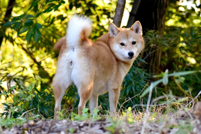 【アンケート結果発表】犬同士のあいさつ方法5つ。初対面のときに注意すべきポイントとは？