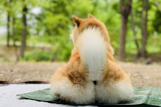 犬 おしり を こ する