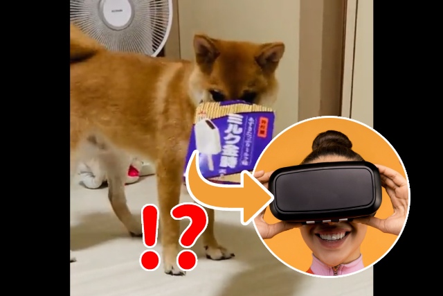 柴犬くんがVRゴーグルを自ら体験！？アグレッシブ＆賢い遊び方を飼い主さんに聞いた