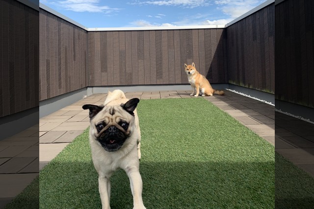 仲良しきょうだい犬の対応が正反対すぎると話題！関係性について飼い主さんに聞いた