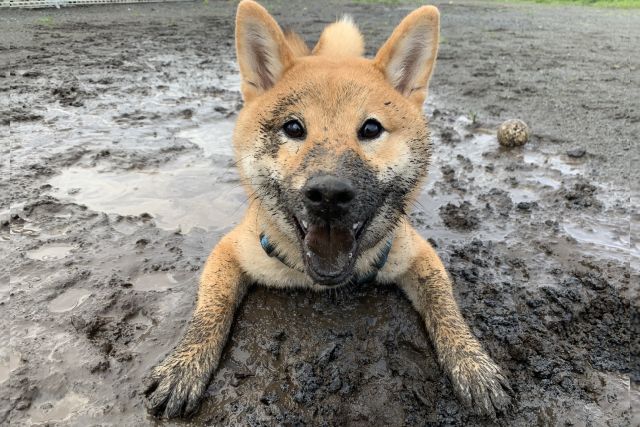泥んこまみれになった柴犬くんの「許さざるを得ない笑顔」が話題！飼い主さんに気持ちを聞いた