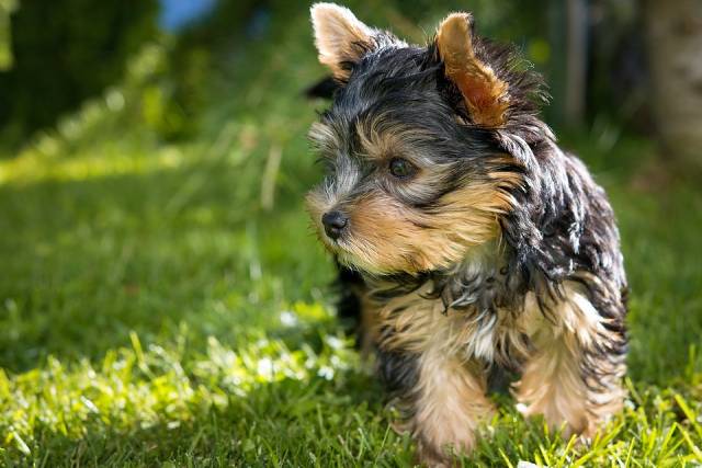 犬の 毛色 はどれが好き 全犬種対象 人気カラーランキングtop10 ブリーダーナビ
