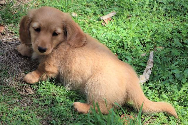 長生きする犬種5選と平均寿命 飼い主アンケート結果発表も ブリーダーナビ