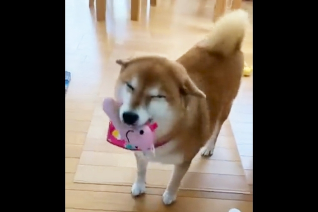 「寂しいよ」のスマイル！？目を細めて笑う柴犬ちゃんが話題♡笑顔のヒミツを飼い主さんに聞いた