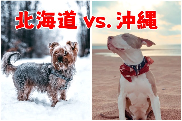 地域によって違う！都道府県別『人気犬種ランキング2021』北海道vs.沖縄編