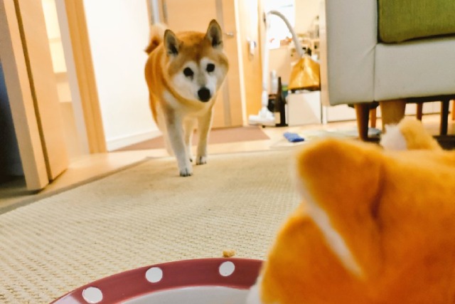 柴犬ちゃんがお皿に走った食欲回復法が話題！飼い主さんにアイデアのきっかけを聞いた