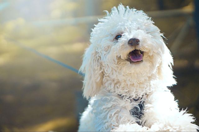 【アンケート結果発表】犬も『焼きもち』を焼くってほんと？嫉妬したときの対処法4つ