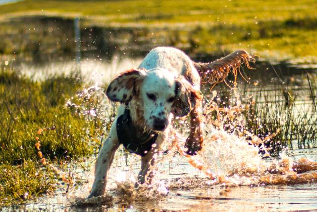 愛犬は泥んこになったことある？アンケート結果発表！★ブリナビ調査隊★