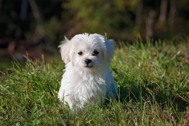 【アンケート結果発表】夏は迷子犬の季節？！その理由から自宅でするべき対策まで