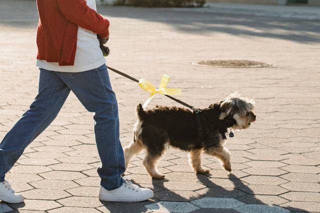 【アンケート結果発表】犬の『イエローリボン』とは？表す意味から見かけたときの対応まで解説！