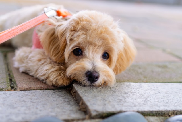 【アンケート結果発表】愛犬がじっと飼い主を見ているときの4つの心理