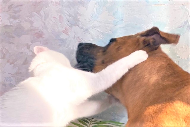 猫のプロレスに優しく付き合う超大型犬♡種もサイズも超えた仲良し姉弟について飼い主さんに聞いた