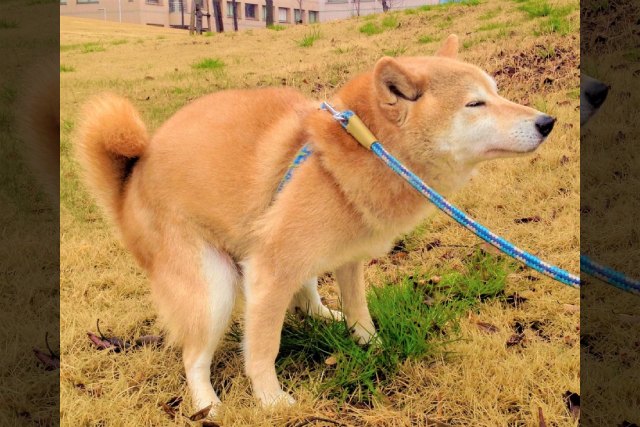 犬のウンチ『あるある』の理由解説！みんなが排泄時によくする行動アンケート結果も★ブリナビ調査隊★