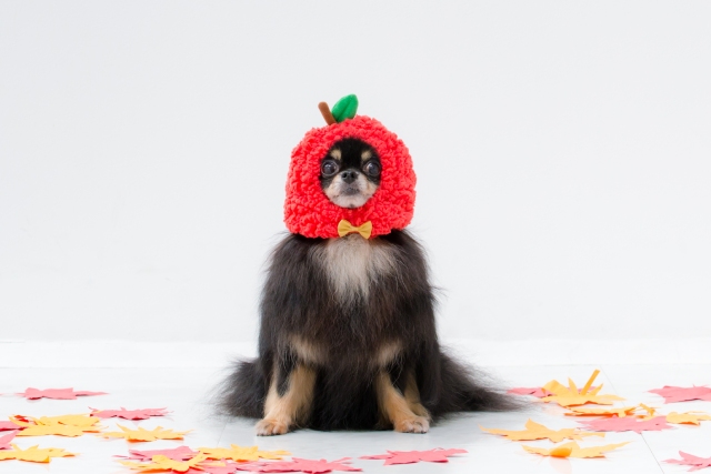 犬と食べたい秋の果物！OKなものとNGなもの把握してる？好きなフルーツアンケート結果発表も★ブリナビ調査隊★