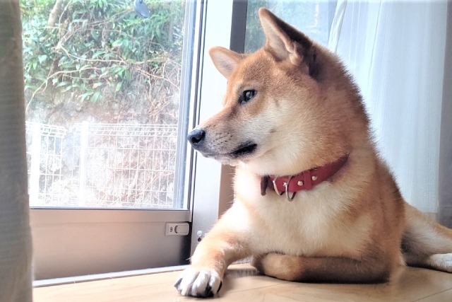 犬 外 に 向かっ て 吠える