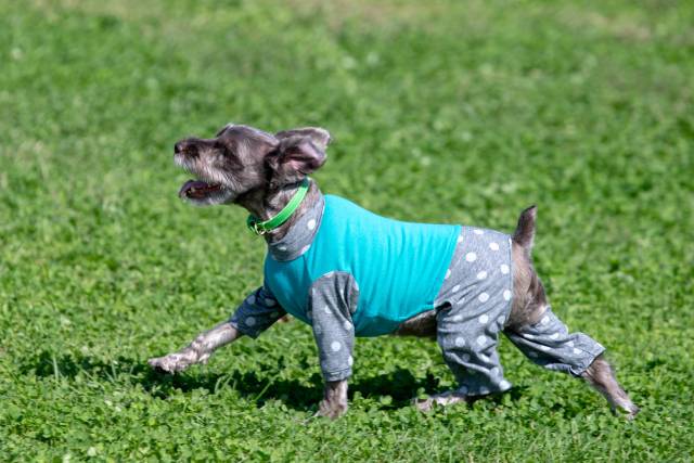 犬の「機能性服」ってなに？タイプ別に解説！服を着ている犬の割合調査結果も発表！★ブリナビ調査隊★