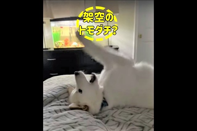 架空のおもちゃ？トモダチ？保護犬ちゃんのひとり遊びがかわいい♡