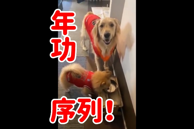 犬界の『年功序列』がすごい!?小さい兄と大きな弟の日常とは？興味深い関係について飼い主さんに聞いた