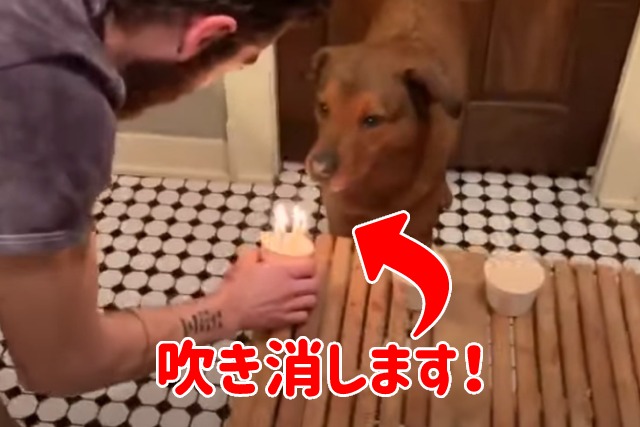 ろうそくを「ワン」と吹き消した!?自分の誕生日を祝う犬がなにげにスゴ技！