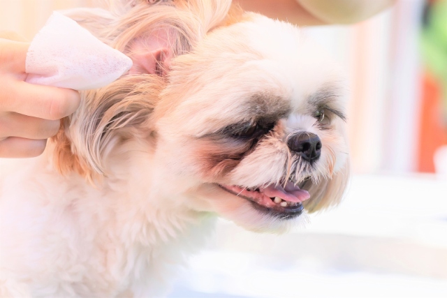 犬の耳掃除でやりがちな4つのNG行為とは？耳掃除アンケートの結果も公開★ブリナビ調査隊★