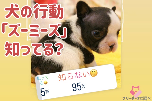 犬のあるある行動『ズーミーズ』って知ってる？認知度調査では驚きの 