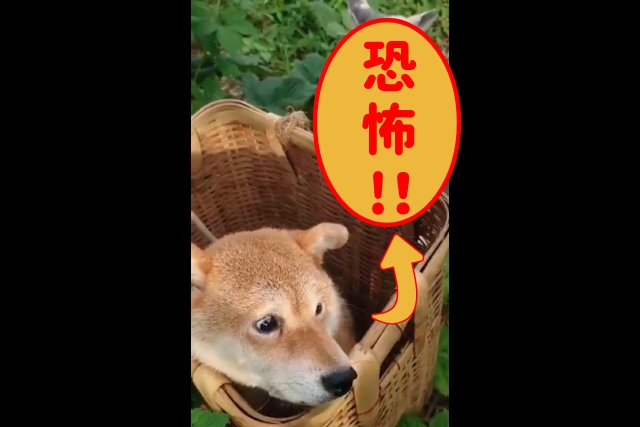 背後の恐怖と戦う柴犬が話題！怖くて振り返れない理由について飼い主さんに聞いた