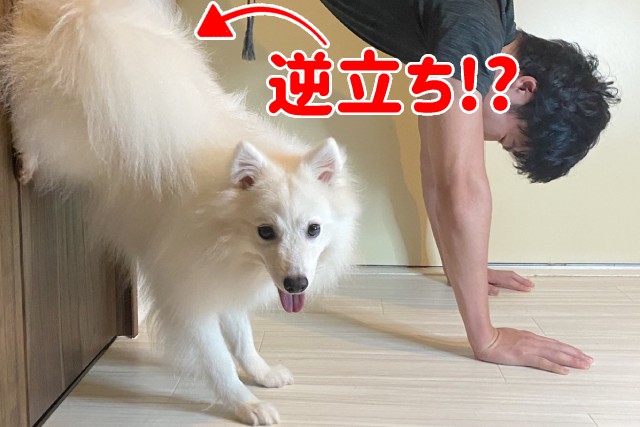 パパと並んでせーので『逆立ち』!?天才的なスピッツくんの飼い主さんに教え方のコツを聞いた