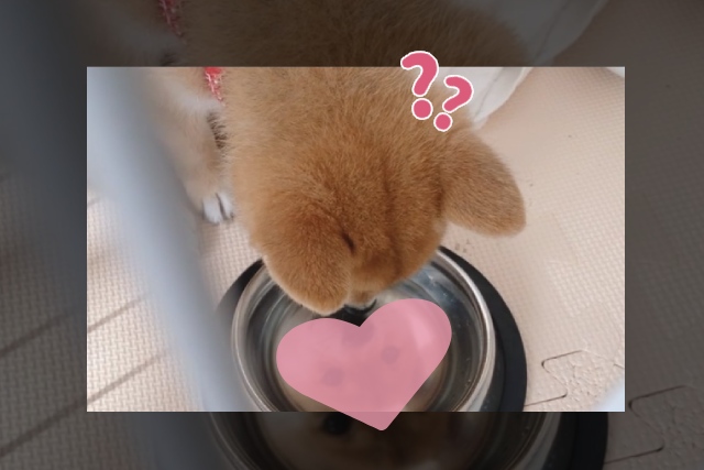 超バズった豆柴ちゃんのベストショット！お皿の向こうに犬がいる！？自分の顔を見つめるパピーの成長ぶりを飼い主さんに聞いた