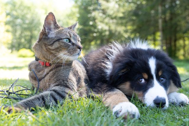 犬はなぜ猫を追いかけるの 愛犬の猫への反応について調査結果も発表 ブリナビ調査隊 ブリーダーナビ