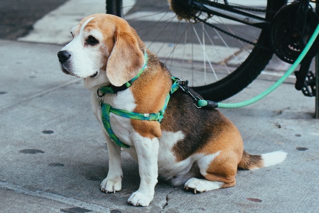 犬には首輪とハーネスどっちが良いの メイン使用のアンケート調査結果も発表 ブリナビ調査隊 ブリーダーナビ