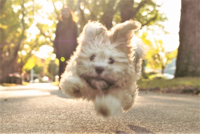 犬のあるある行動『ズーミーズ』って知ってる？認知度調査では驚きの結果に！★ブリナビ調査隊★