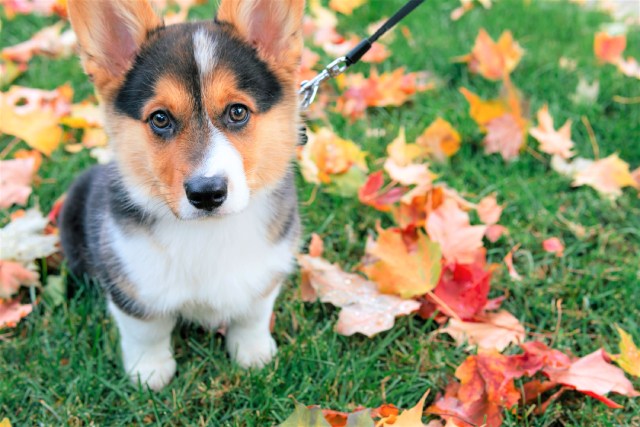 【クイズ】犬に毒になる秋の植物は？正解率57%！みんなの回答もチェックしよう★ブリナビ調査隊★