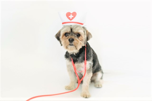 犬の「予防治療費」いくらかかるの？動物病院に通う頻度のアンケート結果も発表！★ブリナビ調査隊★