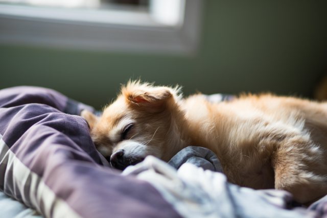 犬と寝ると睡眠の質が高くなる!?『一緒にして幸せを感じるのは？』アンケート結果発表も！★ブリナビ調査隊★