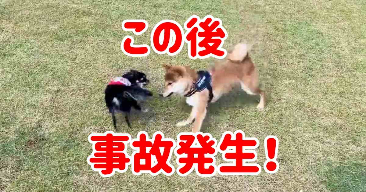 元気が有り余って人や壁に衝突！それでも止まらない柴犬ダッシュがかわいい♪