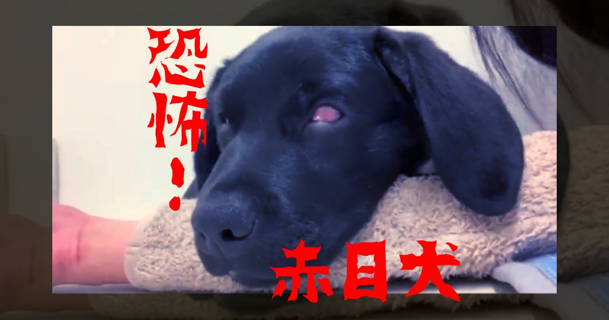 閲覧注意のホラー映像！かわいい子犬の顔がこんなに恐ろしくなるなんて…！