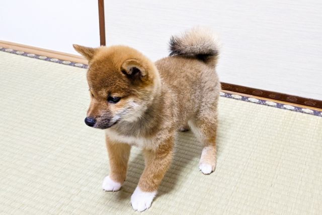 海外でも人気 日本犬の最新人気ランキング大発表 ブリーダーナビ
