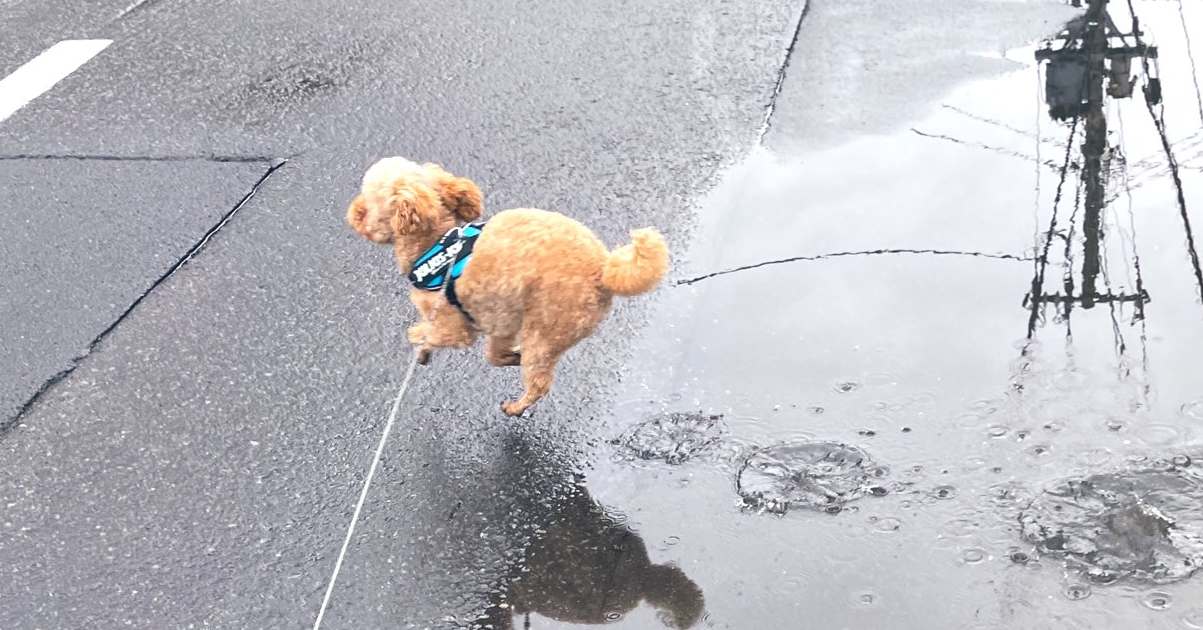 水溜まりの中でジャーンプ♪トイプーくんが楽しそうすぎて大バズり！散歩の様子を飼い主さんに聞いた