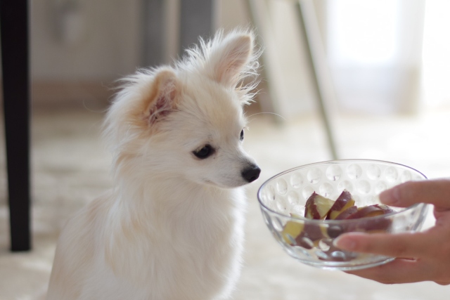 犬が『ごはんを食べない』6つの原因！「食べなくて困ったことがある？」アンケートの結果も★ブリナビ調査隊★