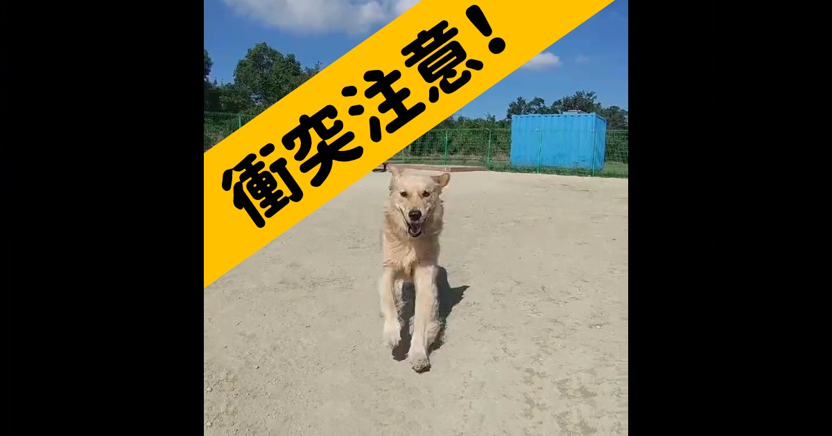 『大型犬との正面衝突』動画が大迫力！ゴルちゃんのエネルギーあふれる日常を飼い主さんに聞いた！