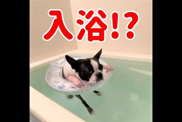 ぷかぷか～♪浮き輪で入浴を楽しむボステリちゃん♡お風呂タイムについて飼い主さんに聞いた！