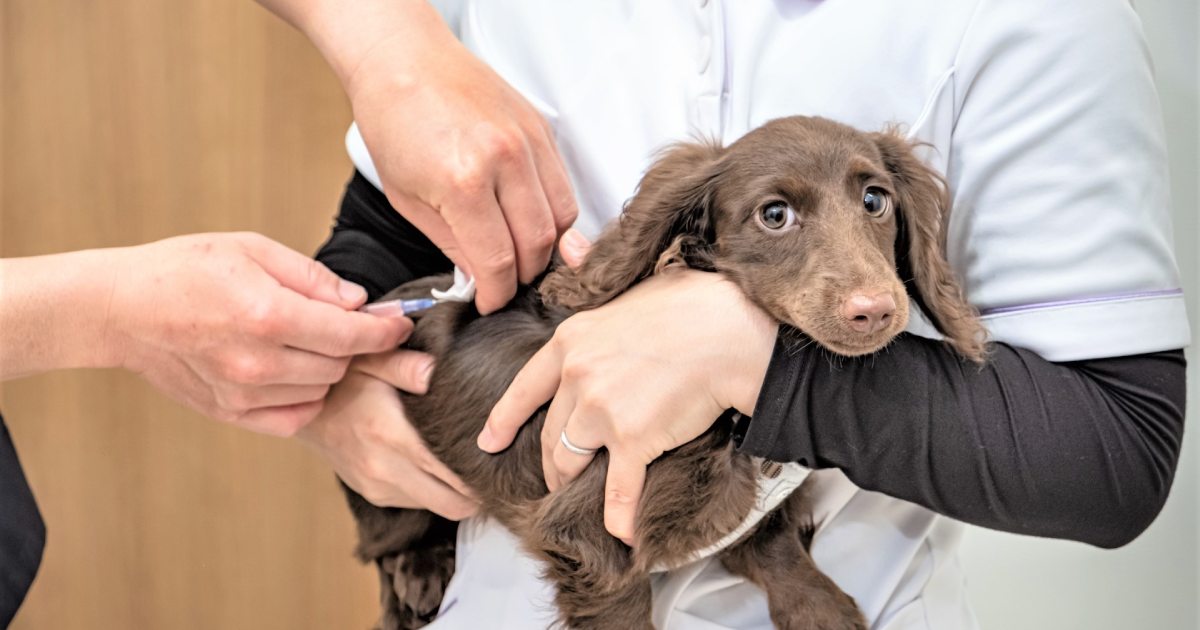 【クイズ】1957年以降に日本で確認された狂犬病は何件？正解率おどろきの8%!?★ブリナビ調査隊★