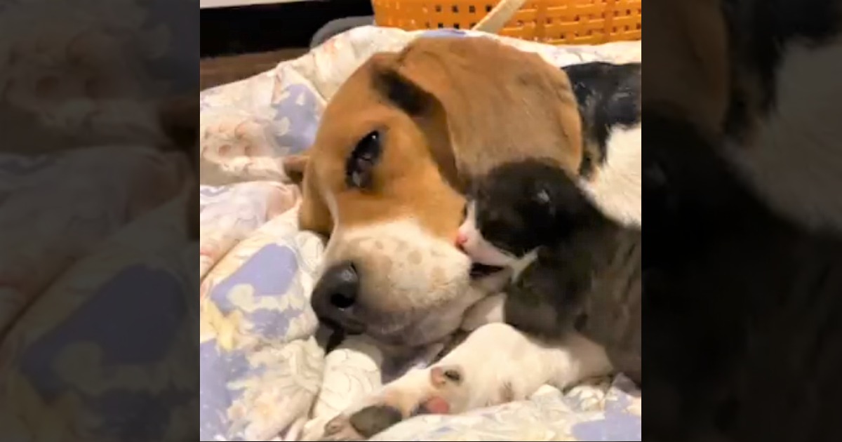 子猫に優しく寄り添う犬くんが尊い♡深くて大きな愛に感動必至！