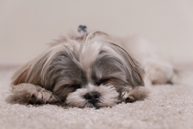 犬の睡眠時間が長いのはなぜ？意外と割れたアンケート結果も発表★ブリナビ調査隊★