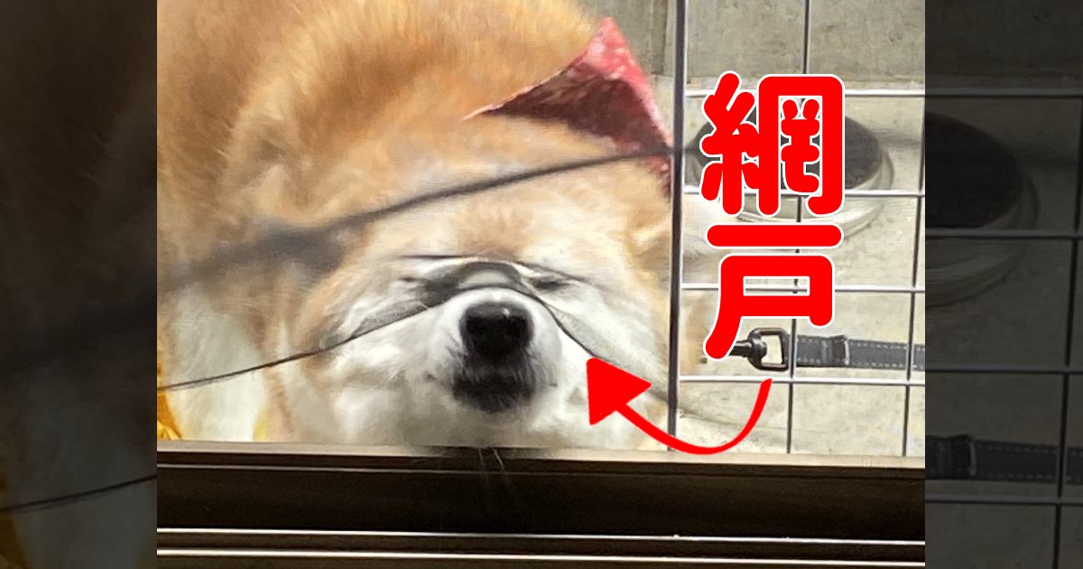 バリッ！網戸を突き破るアグレッシブな柴犬ちゃん。笑顔で専用通路制作中!?