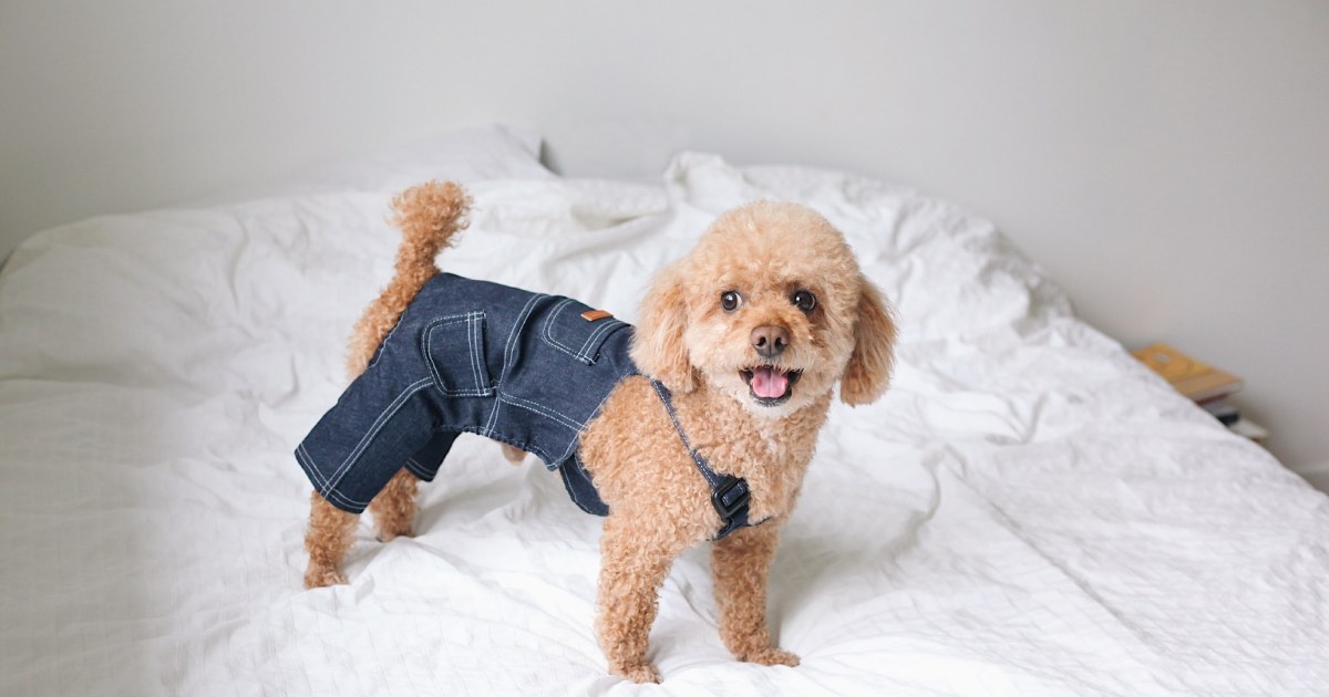 愛犬に洋服着せてる？アンケート結果発表！服を着せるメリットもご紹介★ブリナビ調査隊★