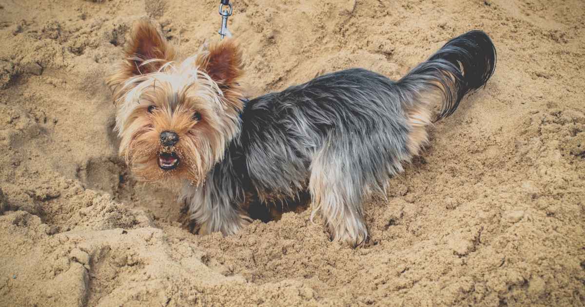 愛犬はおしっこのあとに『砂かけ』する？理由の解説も！★ブリナビ調査隊★