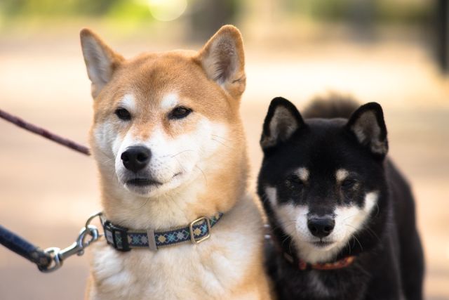 海外でも人気 日本犬の最新人気ランキング大発表 ブリーダーナビ