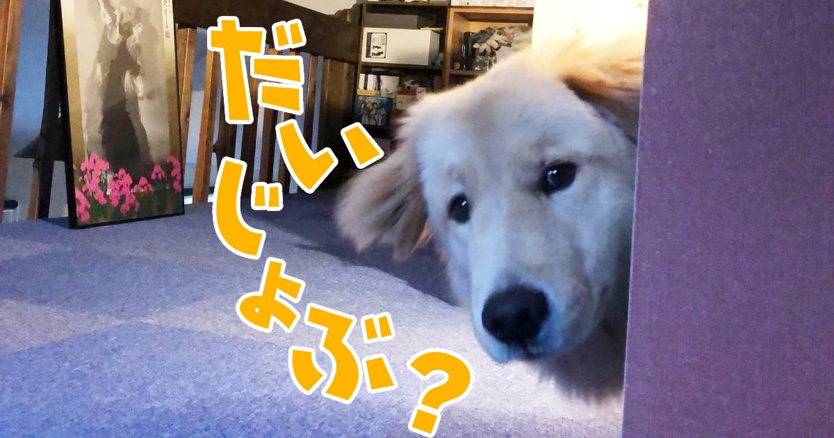 「眠れないの？」心配してくれる犬さんの優しが沁みる～！飼い主さんに話を聞いた