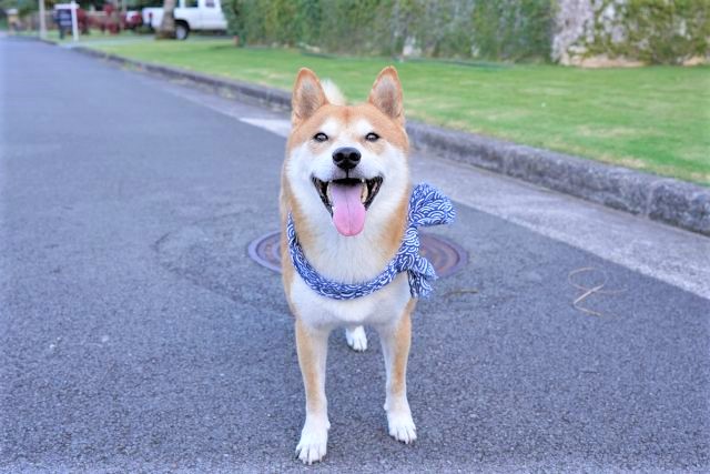 海外でも人気♪日本犬の最新人気ランキング大発表！